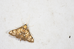 Neoanalthes nebulalis