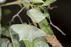 Maxates quadripunctata