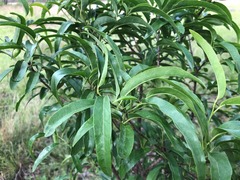 Ehretia saligna membranifolia