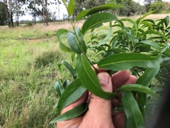 Ehretia saligna membranifolia