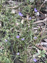 Wahlenbergia fluminalis