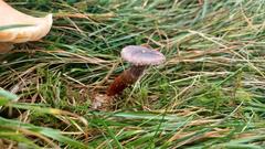 Dissoderma paradoxum