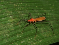 Ricolla quadrispinosa