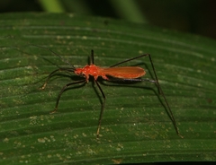 Ricolla quadrispinosa