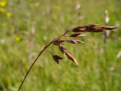 Bromus setifolius