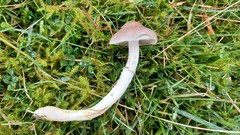 Stropharia inuncta