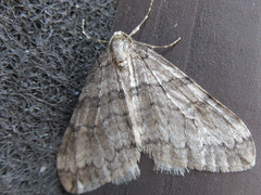 Operophtera relegata