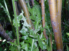 Macrachaenium gracile