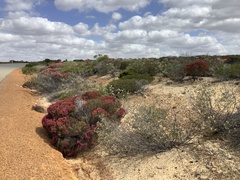 Verticordia monadelpha