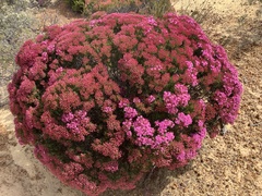 Verticordia monadelpha