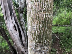 Brachychiton discolor