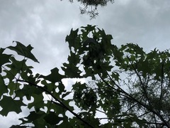 Brachychiton discolor