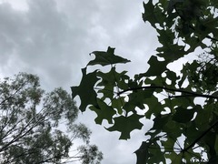 Brachychiton discolor