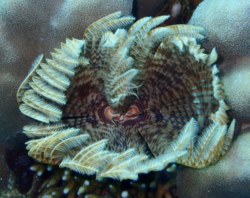 Indian Feather Duster Worm