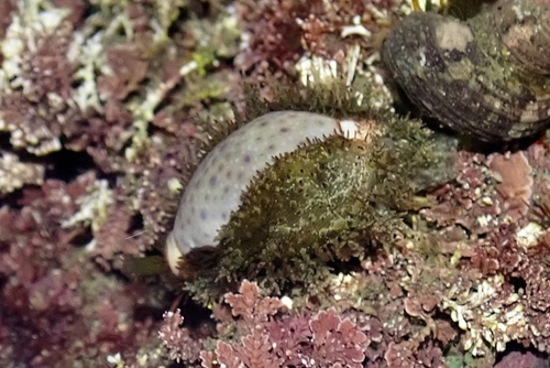 Boivin's cowrie