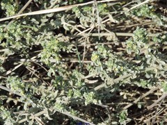 Mercurialis tomentosa