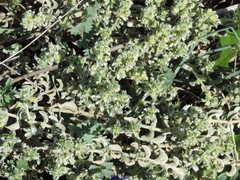 Mercurialis tomentosa