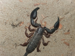 Opisthacanthus