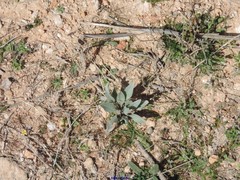 Cynoglossum cheirifolium