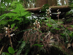 Odontochilus tashiroi