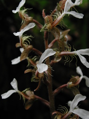 Odontochilus tashiroi