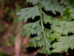 Asplenium gueinzianum