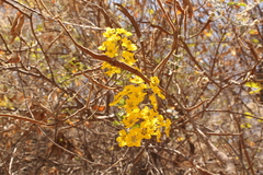 Echinopterys eglandulosa