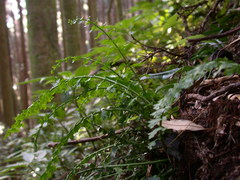 Asplenium gueinzianum