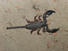 Opisthacanthus