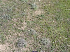 Teucrium gnaphalodes