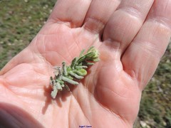 Teucrium gnaphalodes