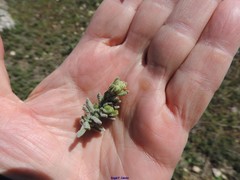 Teucrium gnaphalodes