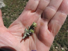 Teucrium gnaphalodes