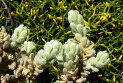 Thymelaea velutina