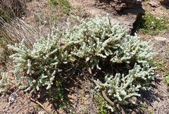 Thymelaea velutina