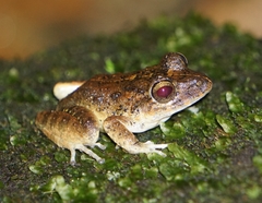 Craugastor aurilegulus