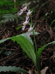 Calanthe reflexa