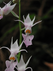 Calanthe reflexa