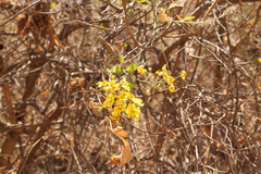 Echinopterys eglandulosa