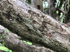 Planchonella cotinifolia