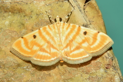 Notarcha tigrina