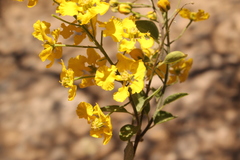 Echinopterys eglandulosa