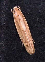 Amphixystis hapsimacha