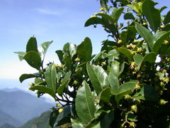 Euonymus spraguei