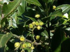Euonymus spraguei