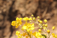 Echinopterys eglandulosa