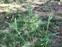 Urochloa foliosa