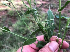 Urochloa foliosa