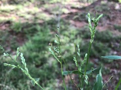 Urochloa foliosa