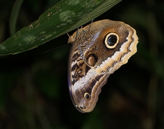 Caligo atreus